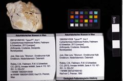 Foto (Objket + Etiketten) von Culmenformosa triastrixosa (Robins, Feldmann & Schweitzer, 2013) 